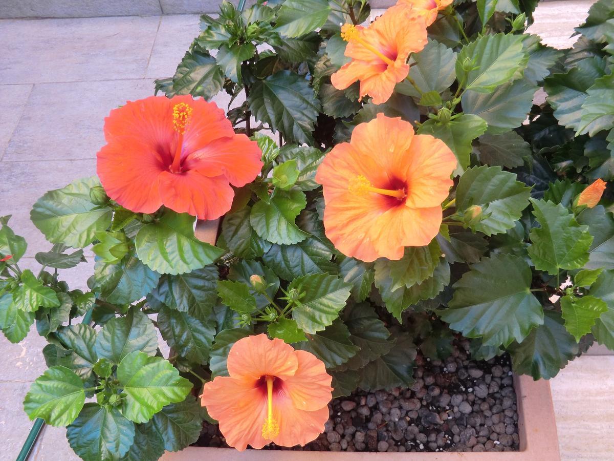 Il Giardino Di Alisa Bed & Breakfast Tivoli Luaran gambar